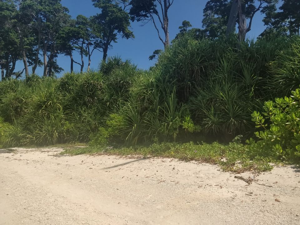 Photo of The Wanderer's Paradise: NEIL by Sonali Saraswat