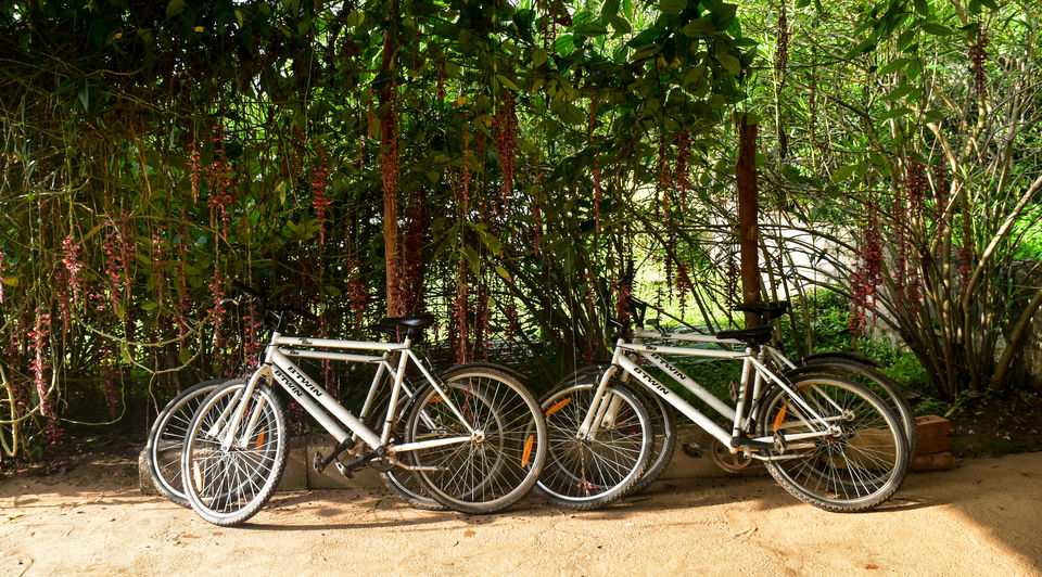 Photo of Nature is not a place to visit. It is home. — The Foot Hill Camp, Coorg by Trip Jodi