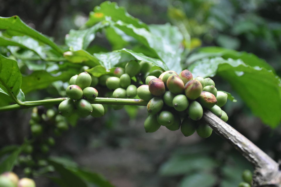 Photo of Nature is not a place to visit. It is home. — The Foot Hill Camp, Coorg by Trip Jodi