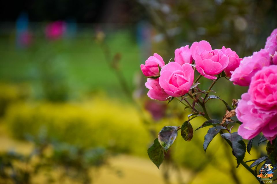 Photo of Lazy evening in Kotagiri, Walk around Nehru Park in the Town by Trip Jodi