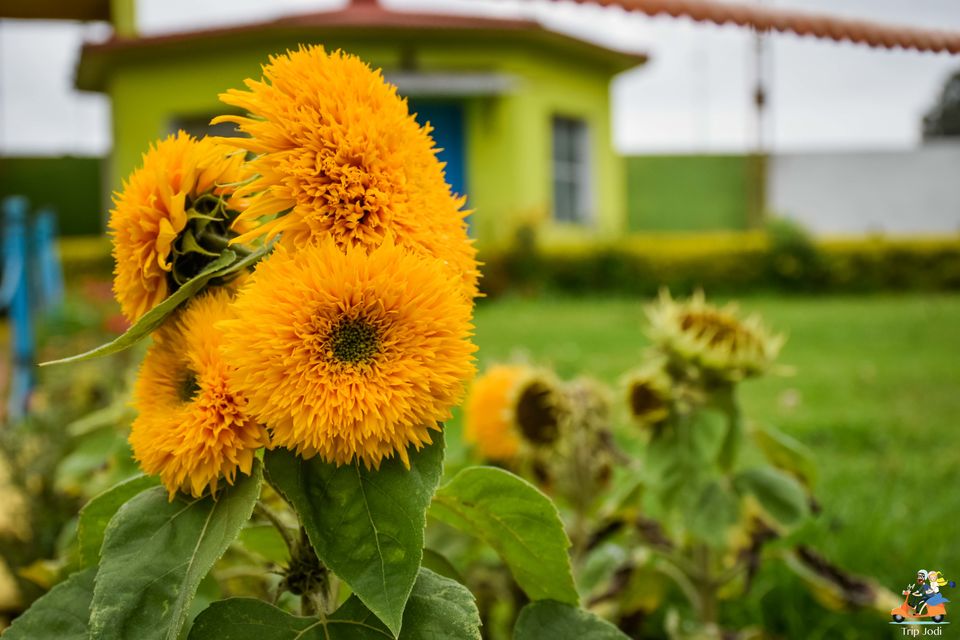 Photo of Lazy evening in Kotagiri, Walk around Nehru Park in the Town by Trip Jodi