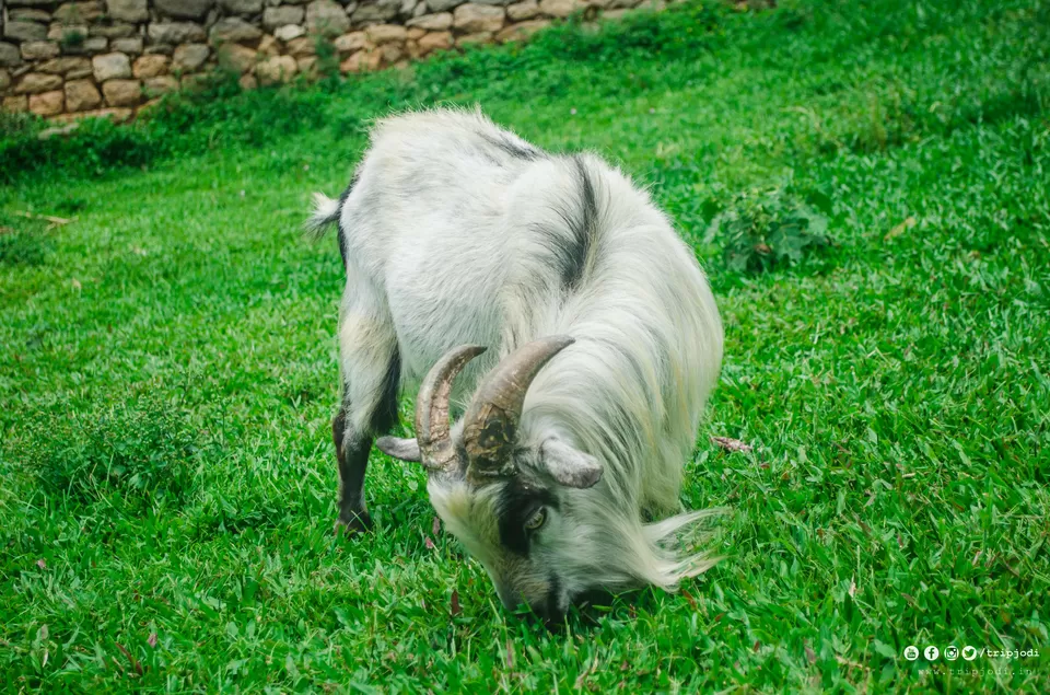 Photo of Nelliyampathy Hills, Palakkad, Kerala – A place to know the forest and nature by Trip Jodi