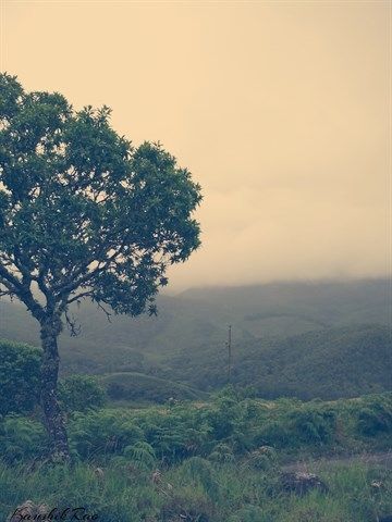 Photo of Munnar – Weekend Getaway 7/11 by Kaushik Rao
