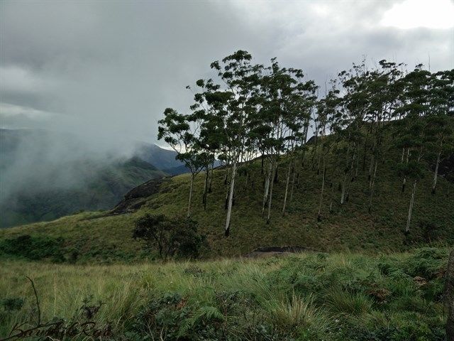 Photo of Munnar – Weekend Getaway 11/11 by Kaushik Rao