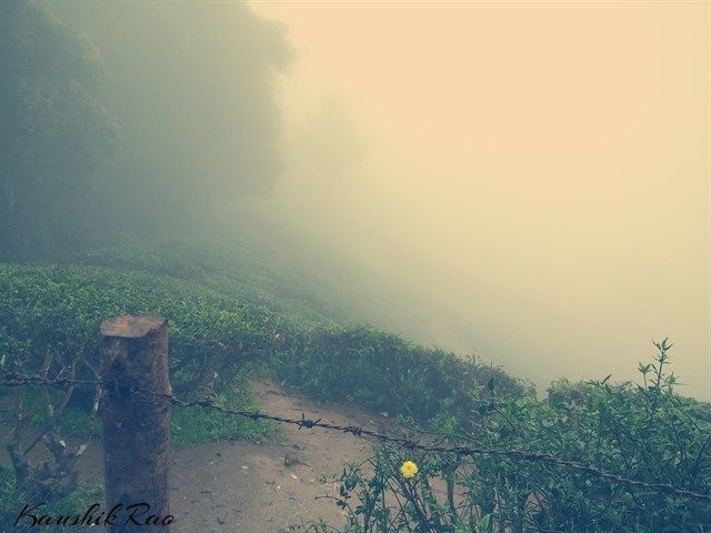 Photo of Munnar – Weekend Getaway 5/11 by Kaushik Rao