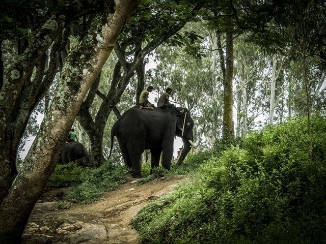 Photo of Coorg – Dubare Elephant Camp 6/6 by Kaushik Rao