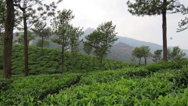 Photo of Wayanad – Weekend Getaway 2/4 by Kaushik Rao