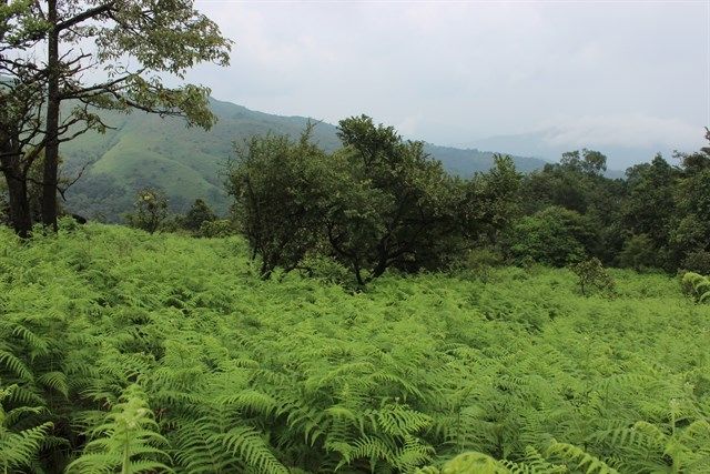 Photo of Kudremukh Trek 4/5 by Kaushik Rao