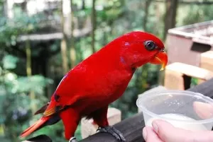 Photo of Jurong Bird Park Singapore by Kaushik Rao