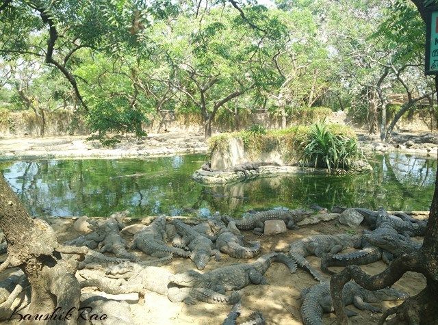 Photo of Worlds Largest Reptile Park @ Chennai 1/3 by Kaushik Rao