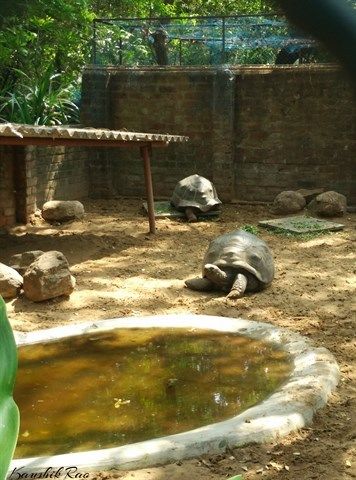 Photo of Worlds Largest Reptile Park @ Chennai 3/3 by Kaushik Rao