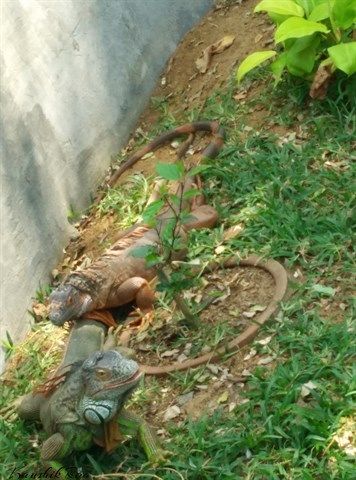 Photo of Worlds Largest Reptile Park @ Chennai 2/3 by Kaushik Rao