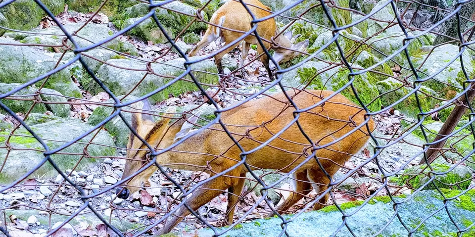 Photo of Malsi Deer Park, Mussoorie Road, Malsi, Dehradun, Uttarakhand, India by Sumedha Dogra