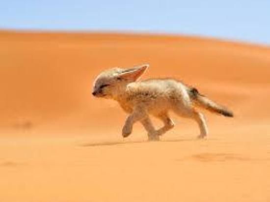 Photo of Camel Ride Tours - Morocco Tours - Desert Trips 15/22 by Camel Ride Tours