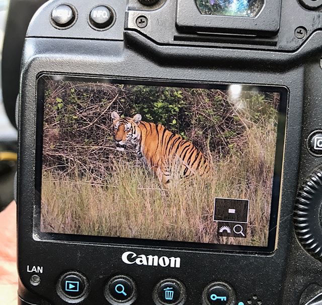 Photo of Civet Creek Camp, Heravanadu, Karnataka, India by Chidhvila Reddy