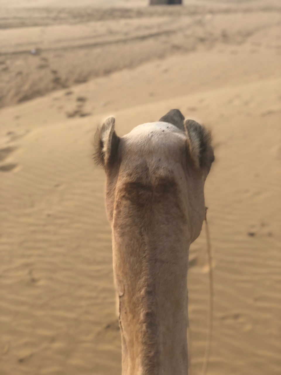 Photo of Surfing Through The Sand Dunes#desertsafari by Chidhvila Reddy