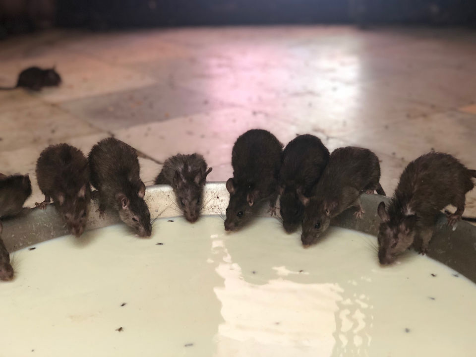 Photo of Ever Heard Of Rodent Paradise?..well,that’s Karni Ma Temple For You!! by Chidhvila Reddy