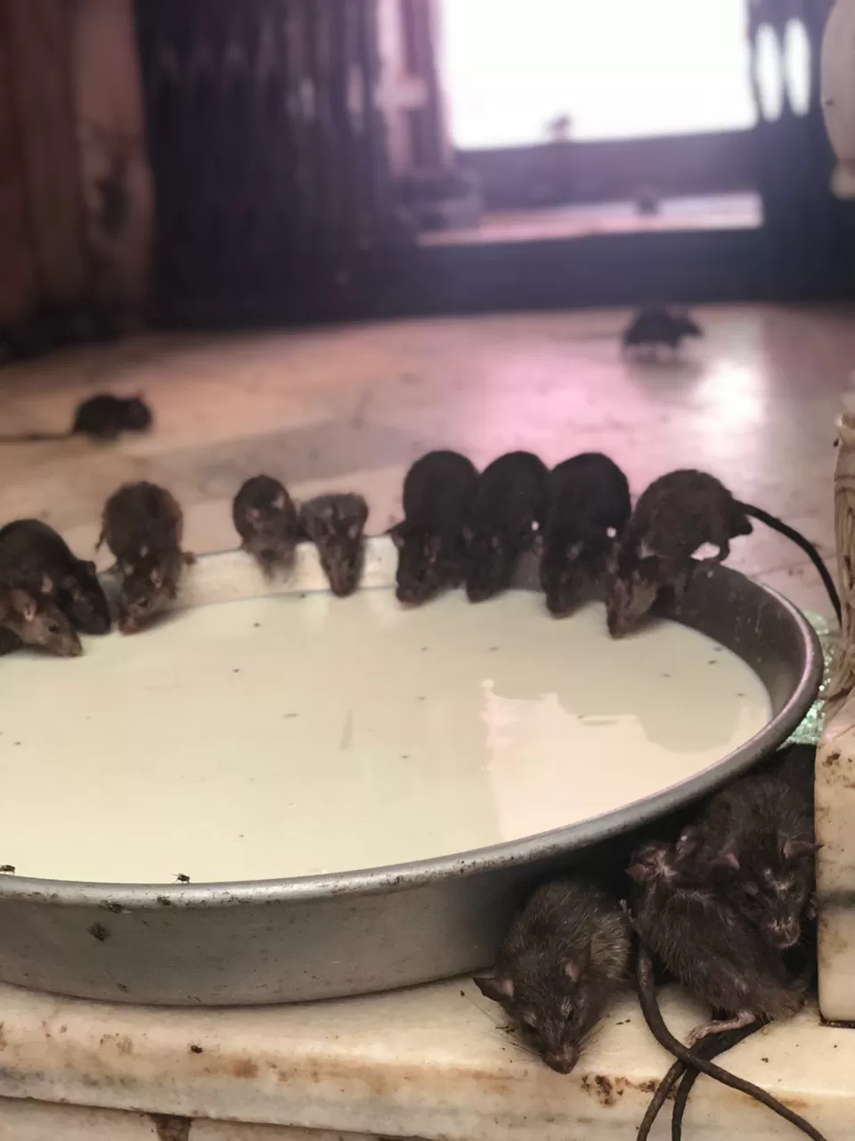 Photo of Bikaner, Rajasthan, India by Chidhvila Reddy