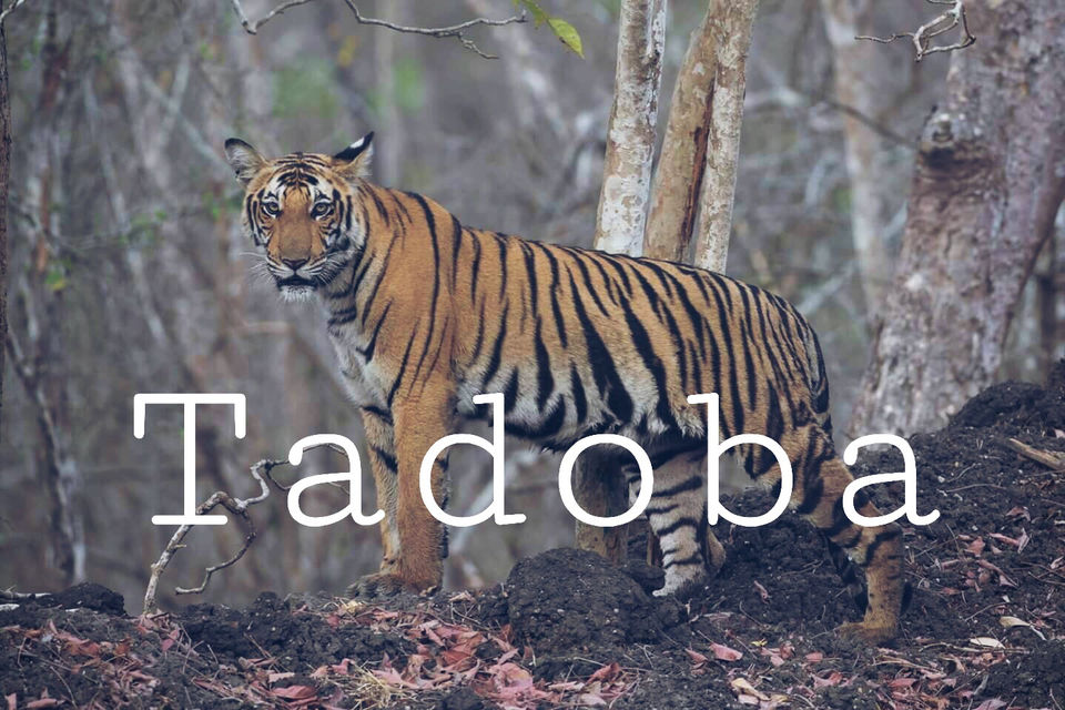 Photo of Unplanned Trip To TADOBA..the Abode Of Tigers!! by Chidhvila Reddy