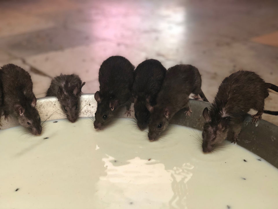 Photo of Ever Heard Of Rodent Paradise?..well,that’s Karni Ma Temple For You!! by Chidhvila Reddy