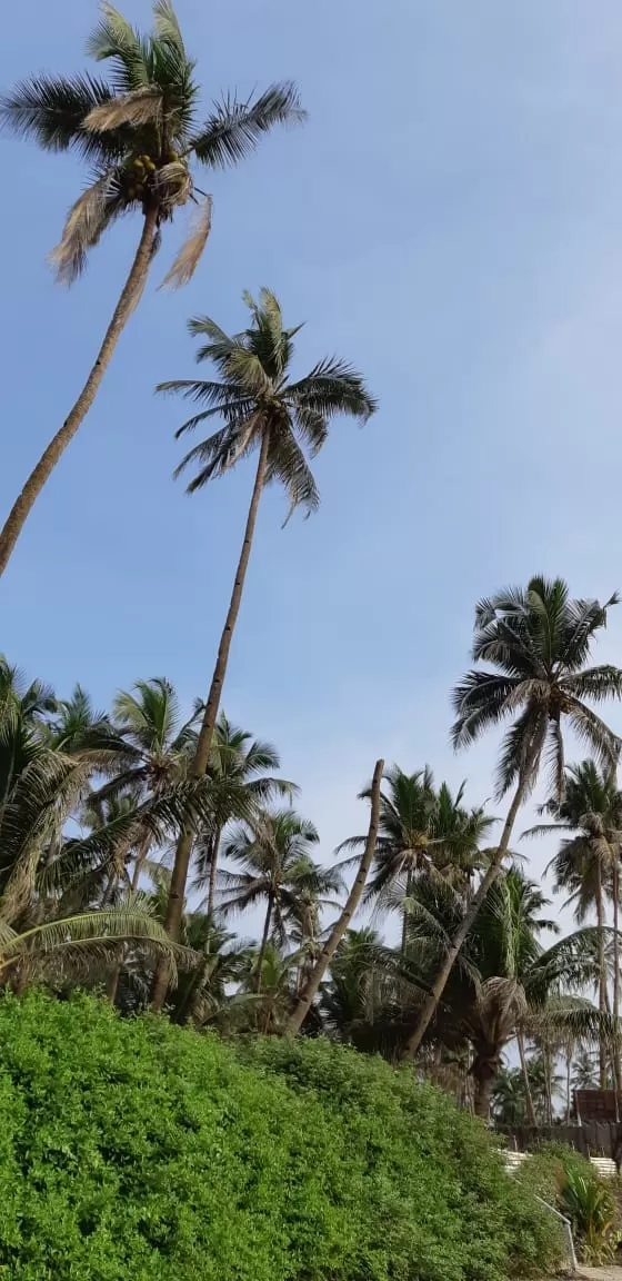 Photo of Ashwem Beach, Mandrem, Goa by Nikhita Biswas
