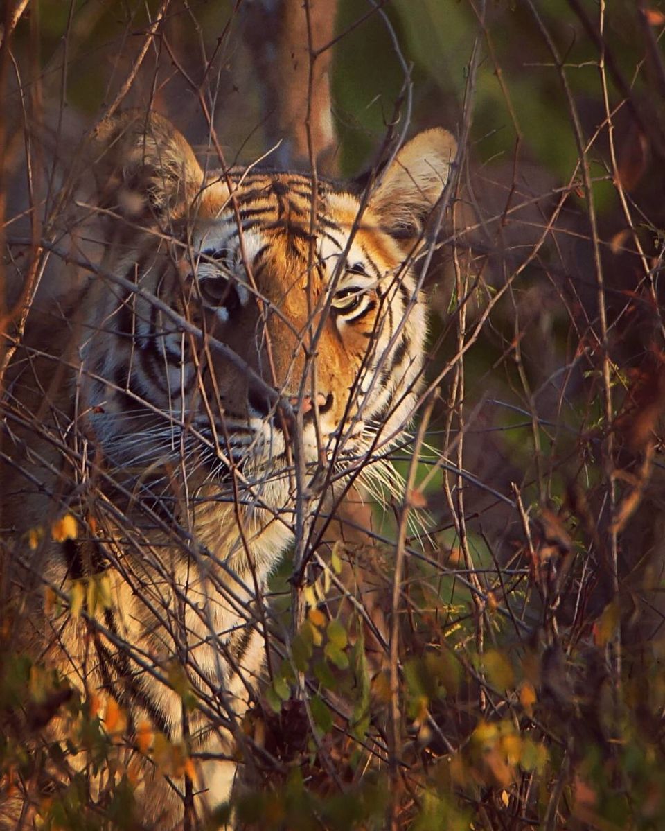 Photo of Now Meet Animals After Hours At Night Safaris in Three National Parks! 2/4 by Explore_with_Mohini