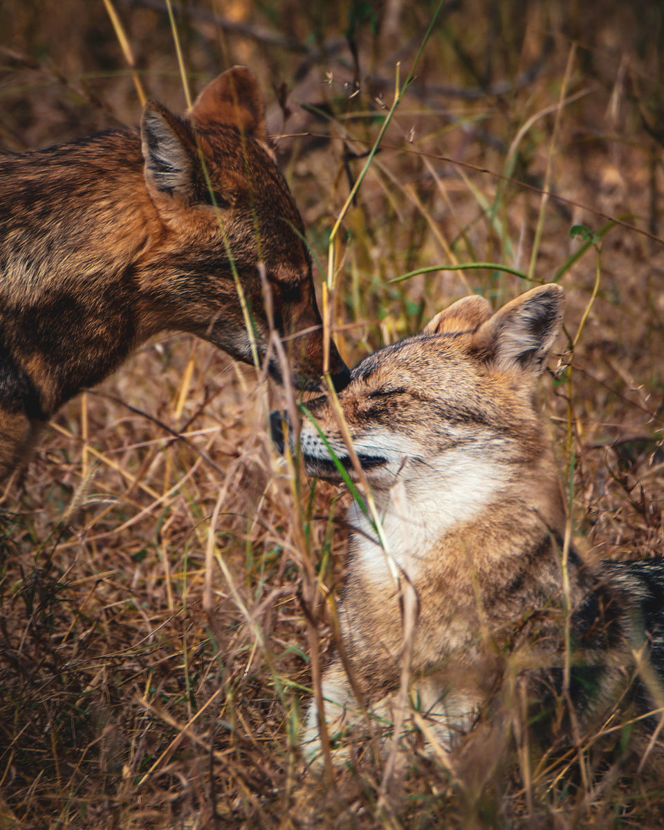 Photo of Now Meet Animals After Hours At Night Safaris in Three National Parks! 3/4 by Explore_with_Mohini