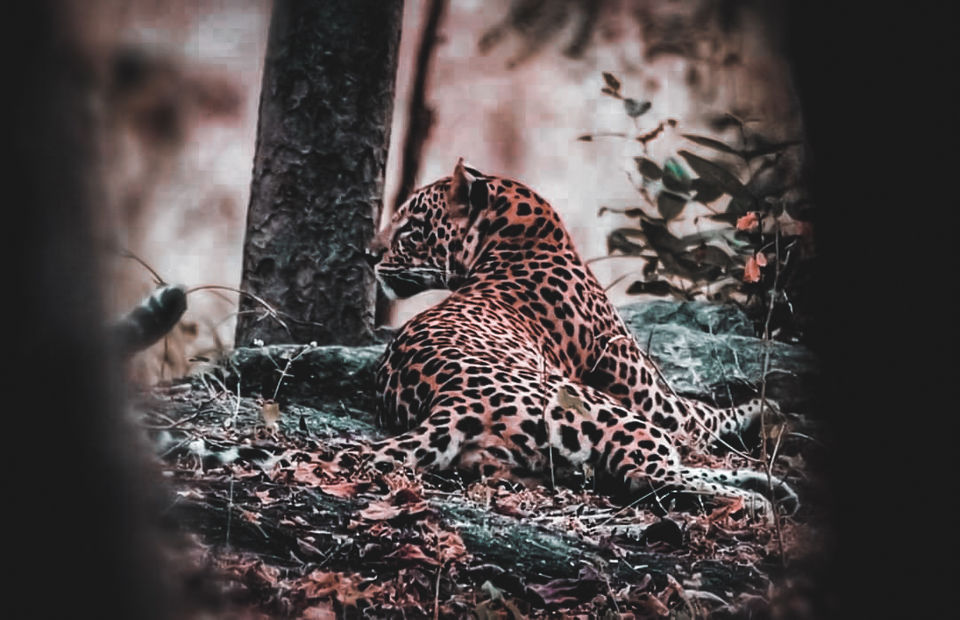 Photo of Now Meet Animals After Hours At Night Safaris in Three National Parks! 4/4 by Explore_with_Mohini