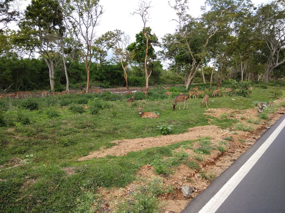 Photo of Ooty And Coonoor Trip 2/13 by Bharath Blake