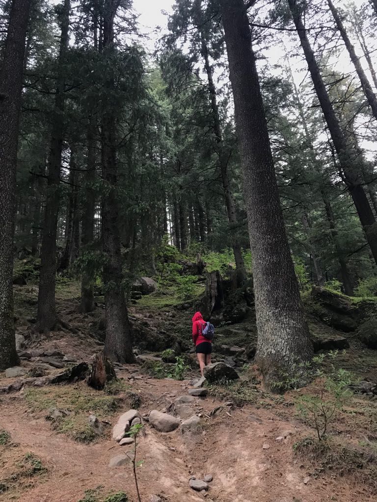 Photo of The 'Fairy Forest' In Himachal's Pulga 7/16 by Ridhima Shukla