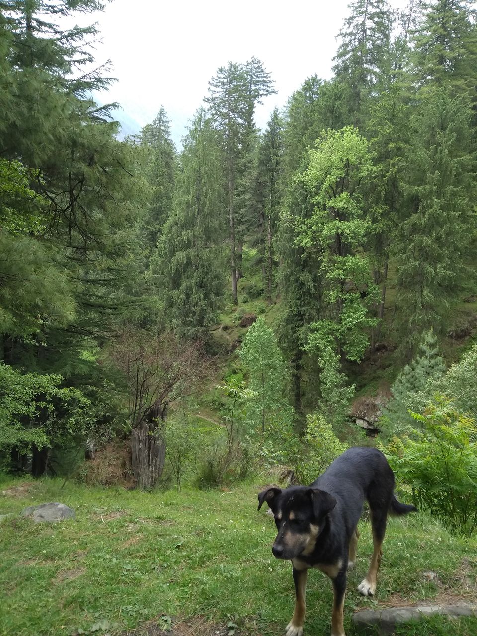 Photo of The 'Fairy Forest' In Himachal's Pulga 8/16 by Ridhima Shukla