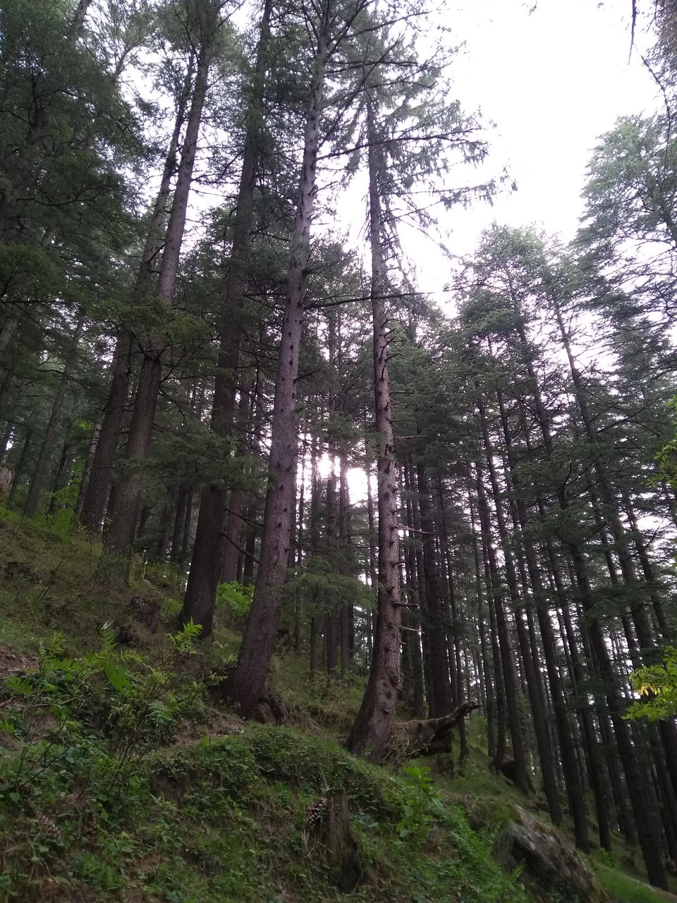 Photo of The 'Fairy Forest' In Himachal's Pulga 16/16 by Ridhima Shukla