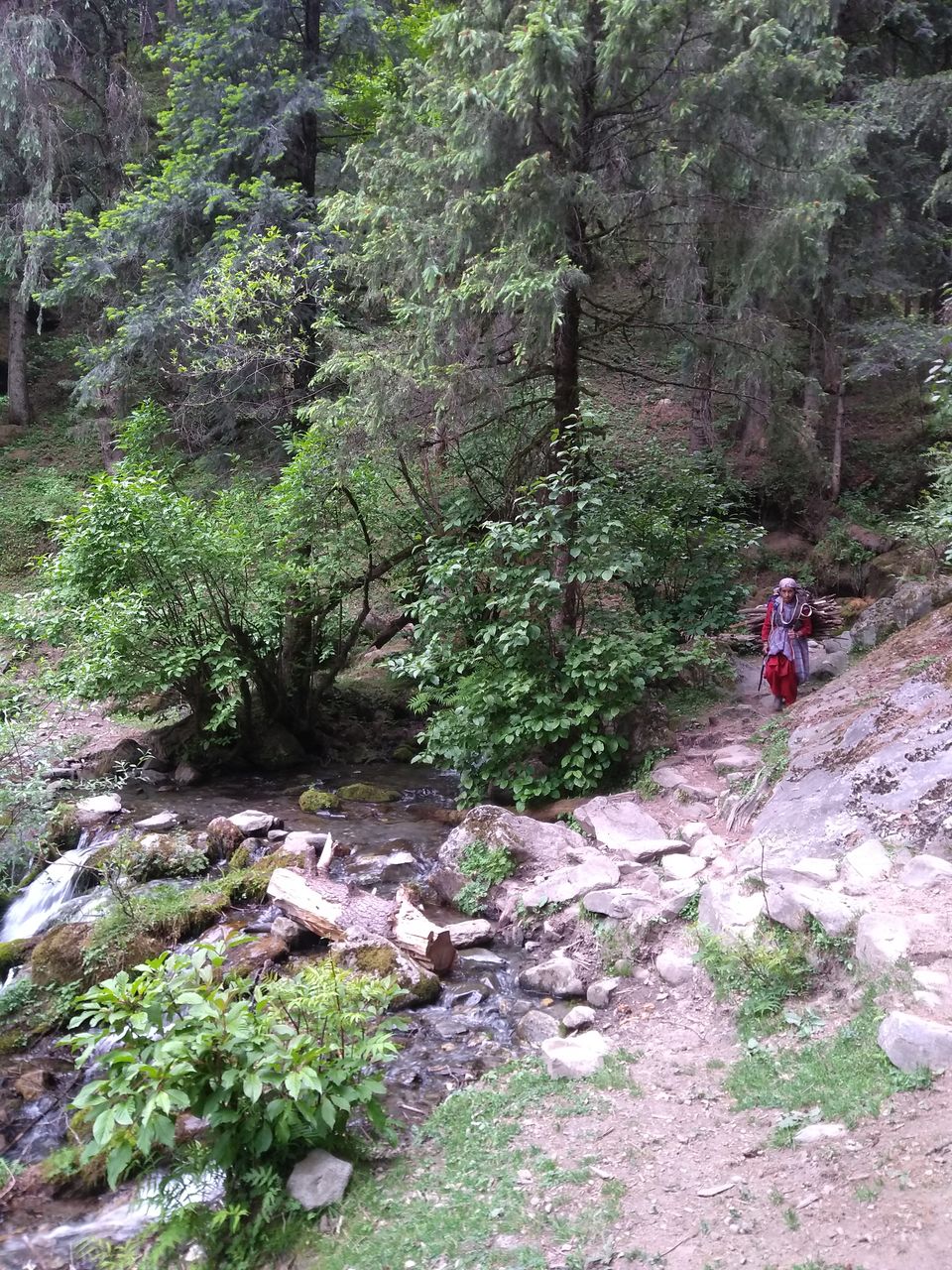 Photo of The 'Fairy Forest' In Himachal's Pulga 14/16 by Ridhima Shukla