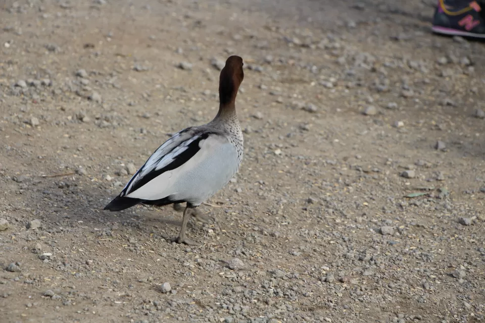 Photo of Kennett River, Victoria, Australia by Sushma from @Onlandisland