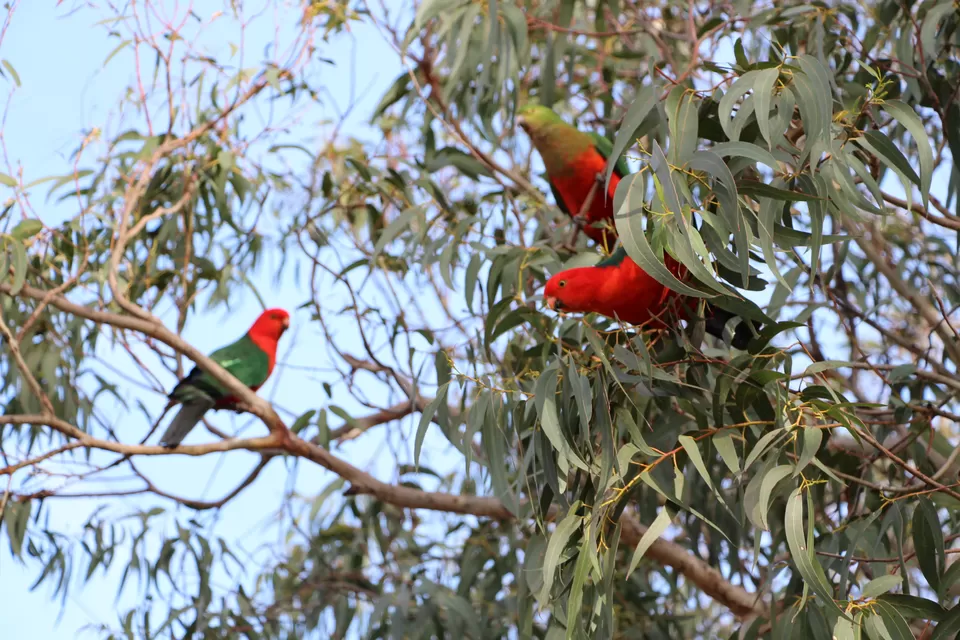 Photo of Kennett River, Victoria, Australia by Sushma from @Onlandisland