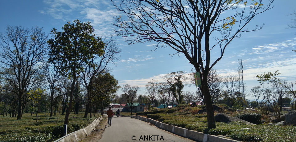 Photo of Bundla, Palampur, Himachal Pradesh, India by Ankita Saxena