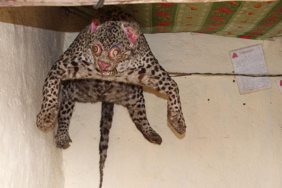 Photo of Get as Close as You Wish to a Snow Leopard, at this Monastery in Spiti Valley by Maninder Tiwana