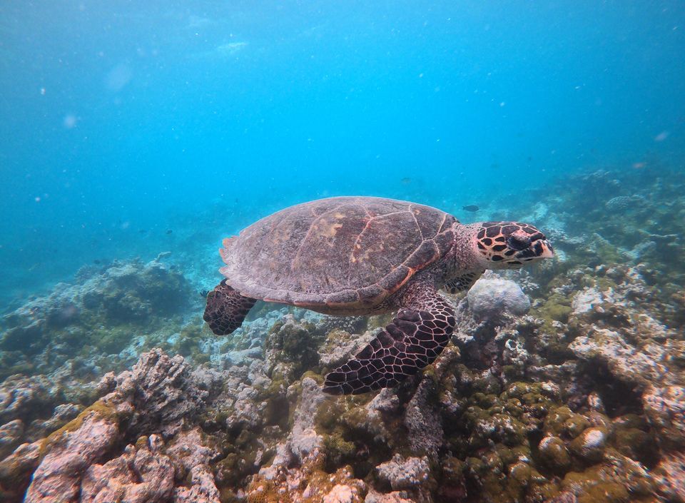 Photo of Maldive Islands, Maldives by Sanket Patel