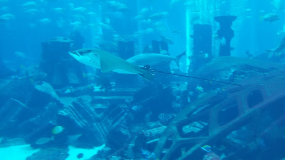 Photo of The Lost Chambers Aquarium - The Palm Jumeirah - Dubai - United Arab Emirates by Shaili Gupta