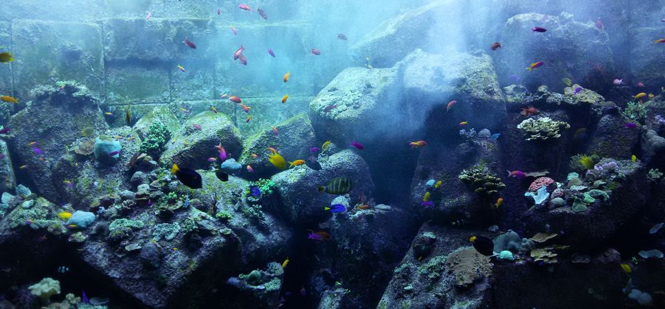 Photo of The Lost Chambers Aquarium - The Palm Jumeirah - Dubai - United Arab Emirates by Shaili Gupta