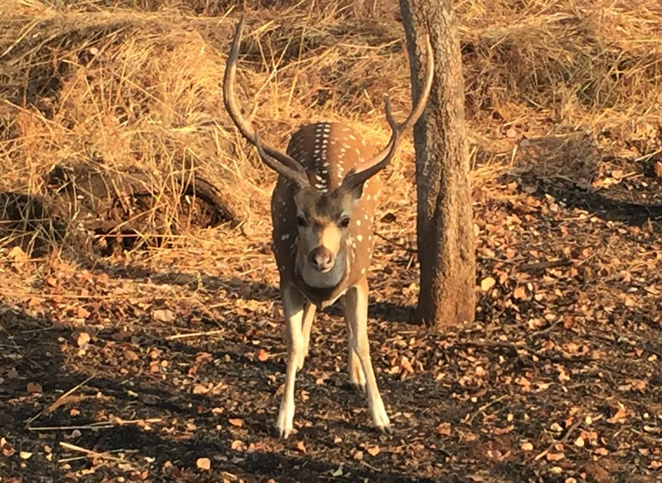 Photo of Gir National Park, Gujarat, India by Shaili Gupta