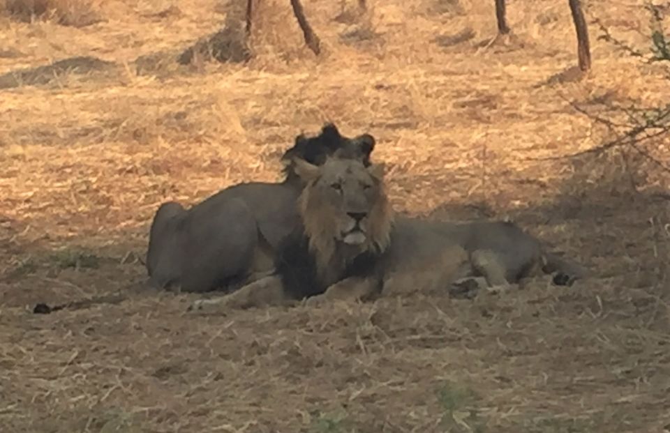 Photo of Gir National Park, Gujarat, India by Shaili Gupta