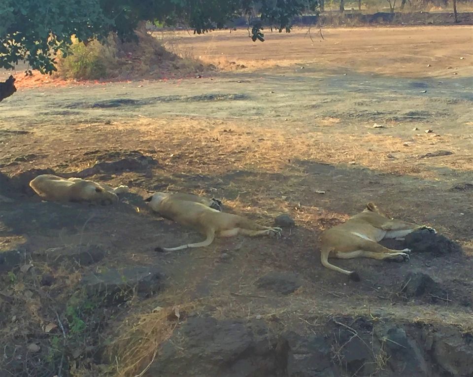 Photo of Gir National Park, Gujarat, India by Shaili Gupta
