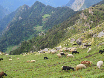 Photo of Trekking experience in the 'Himalayas' (Chanderkhani Pass) 6/10 by Noopur Gaikwad