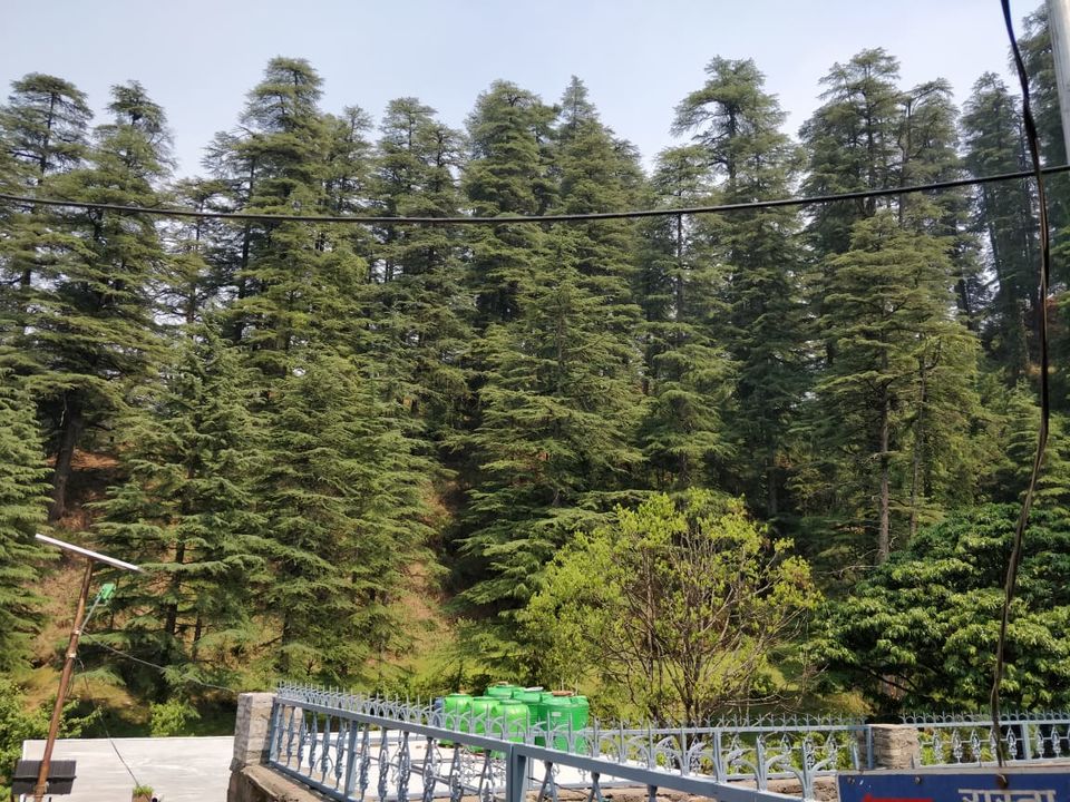 Photo of Finding peace in the woods of Almora/Binsar!! 5/21 by Varuna Maurya