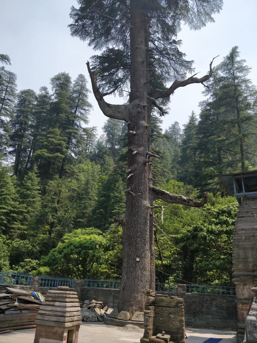 Photo of Finding peace in the woods of Almora/Binsar!! 9/21 by Varuna Maurya