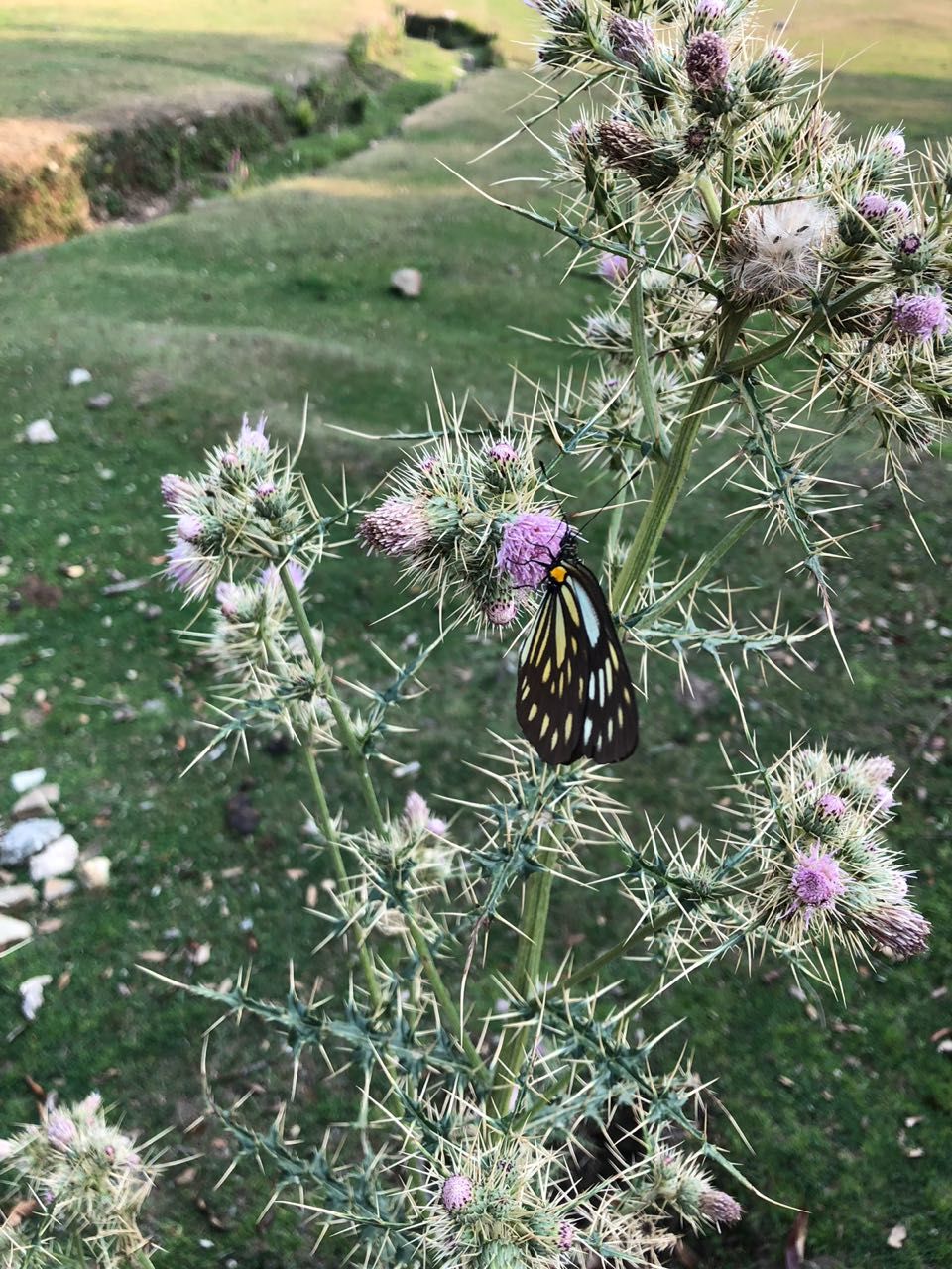Photo of Finding peace in the woods of Almora/Binsar!! 18/21 by Varuna Maurya