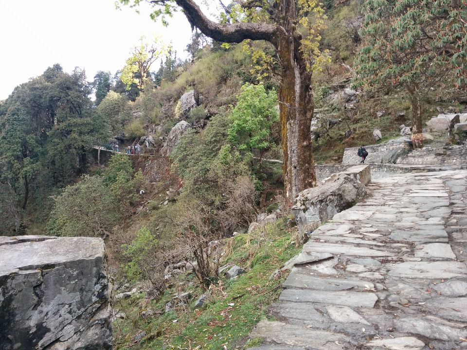 Photo of Chopta/Tungnath Temple(World's Highest Shiva Temple)/Chandrishilla Trek/ 4000 Mtr/Camping/Sanctuary by Pavit Dhar