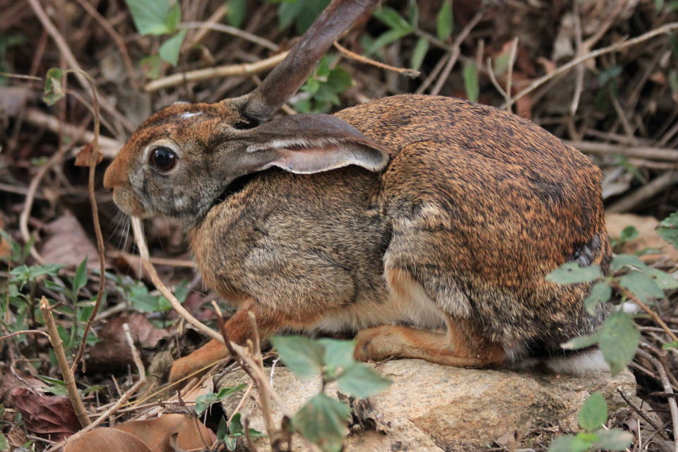 Photo of Long weekend in the wild - K Gudi - B R Hills 3/54 by Nancy Desai