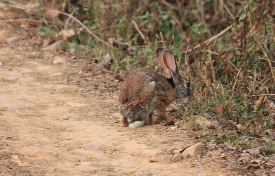Photo of Long weekend in the wild - K Gudi - B R Hills 4/54 by Nancy Desai